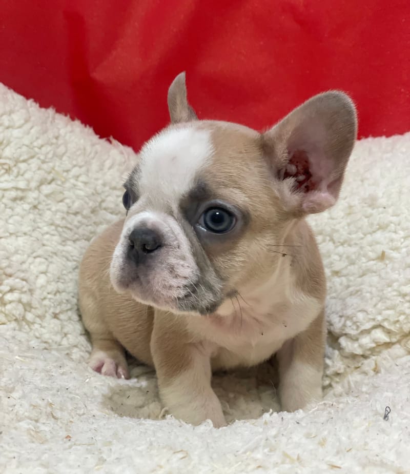 Alber, Bouledogue Français mâle né le 12/10/25 Non LOF