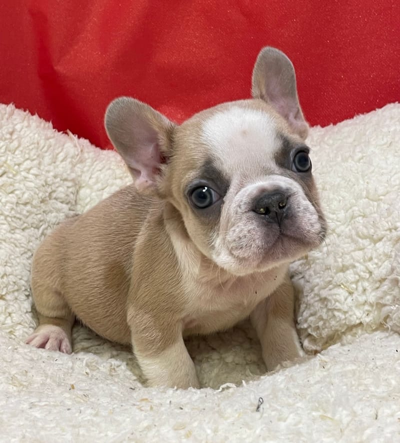 Alber, Bouledogue Français mâle né le 12/10/25 Non LOF