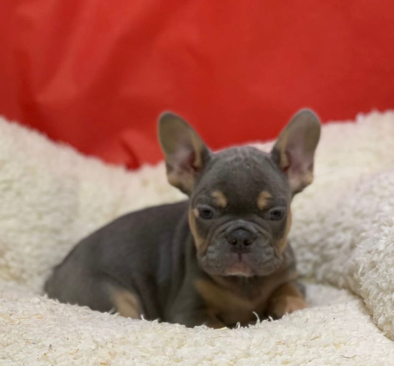 Antoin, Bouledogue Français mâle né le 12/10/25 Non LOF