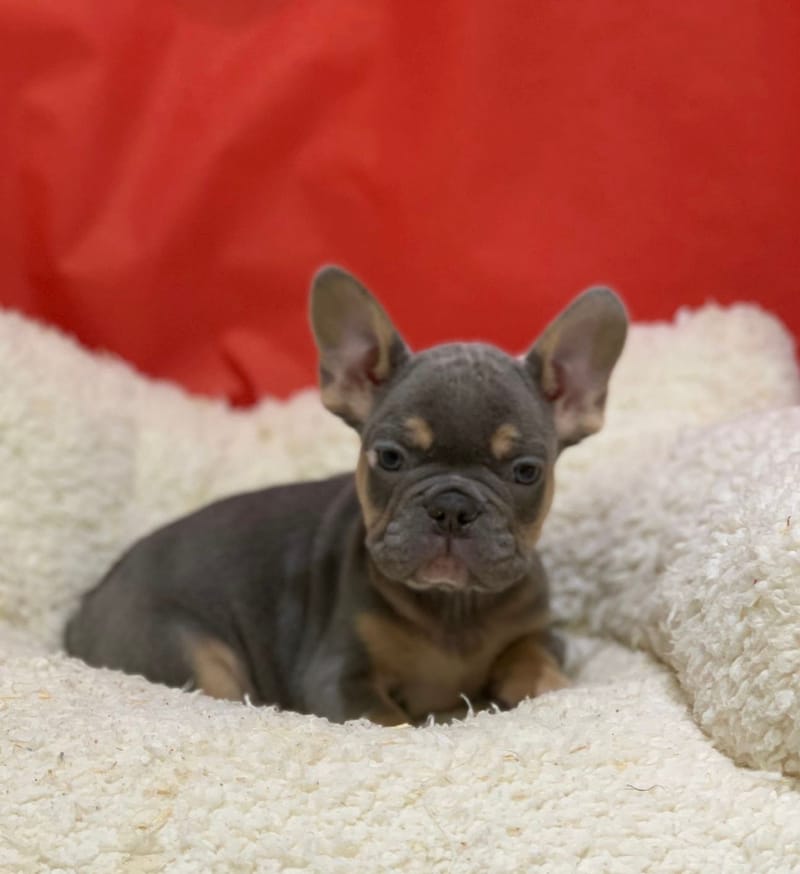 Antoin, Bouledogue Français mâle né le 12/10/25 Non LOF