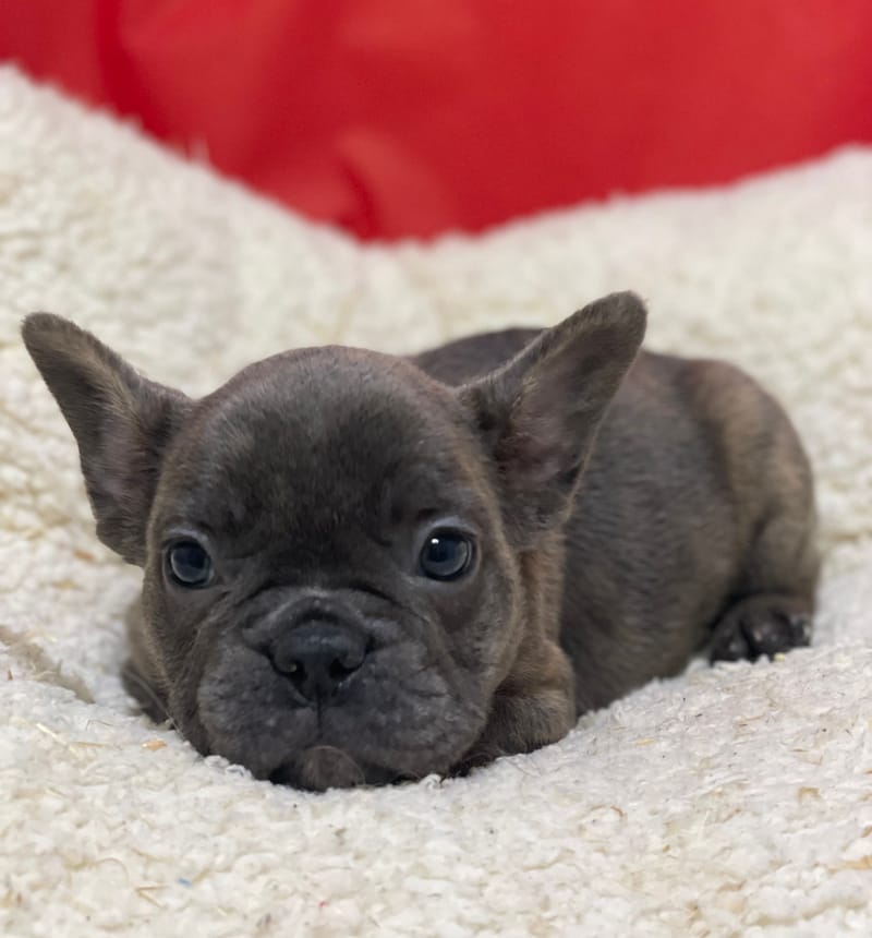 Akim, Bouledogue Français mâle né le 12/10/25 Non LOF
