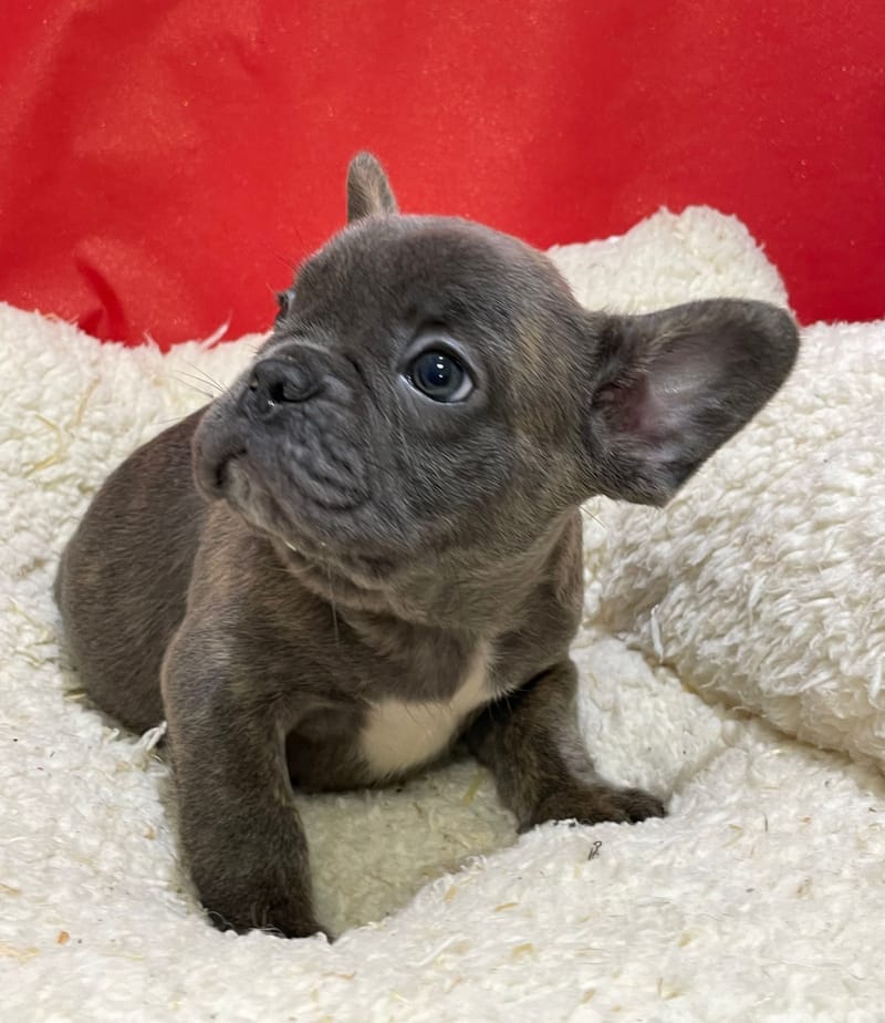 Akim, Bouledogue Français mâle né le 12/10/25 Non LOF