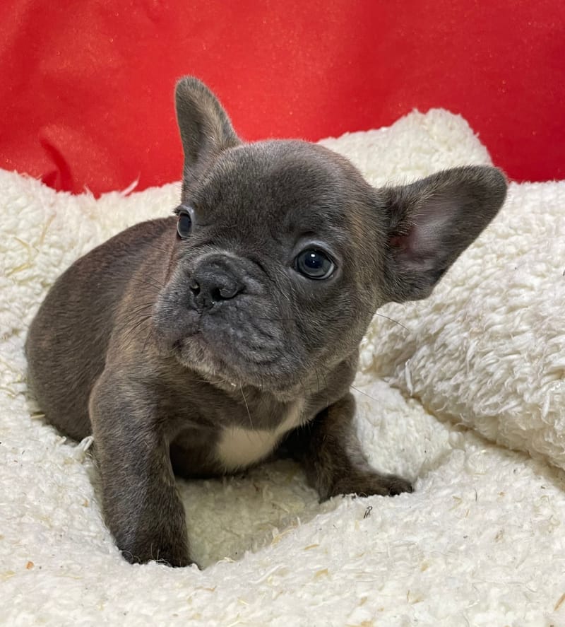 Akim, Bouledogue Français mâle né le 12/10/25 Non LOF