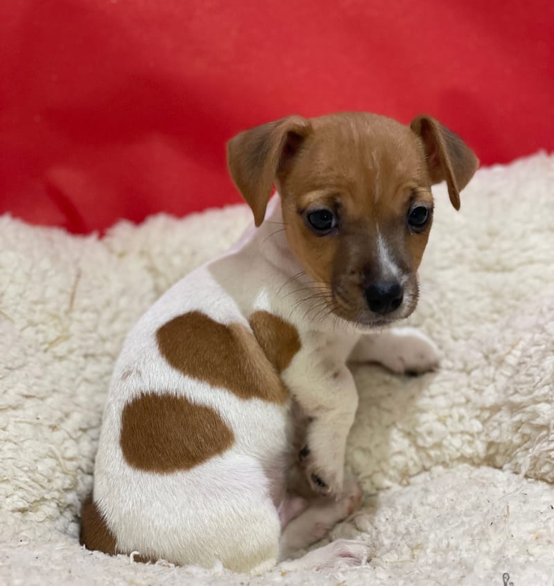 Azot, Jack Russel mâle né le 12/10/25 LOF