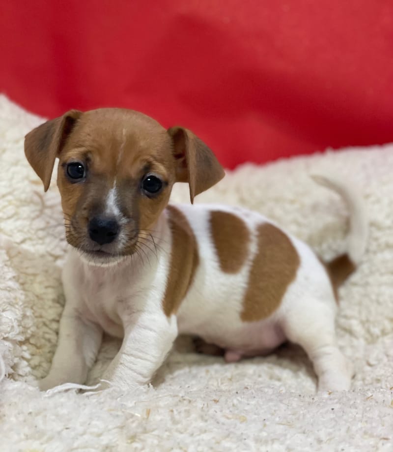 Azot, Jack Russel mâle né le 12/10/25 LOF