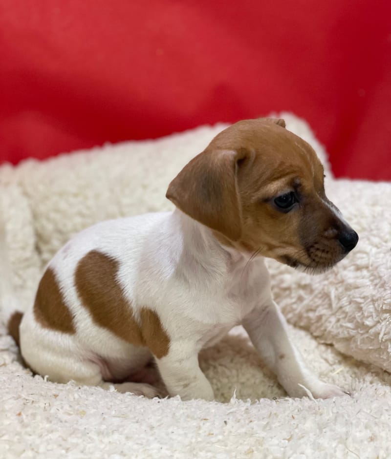 Azot, Jack Russel mâle né le 12/10/25 LOF