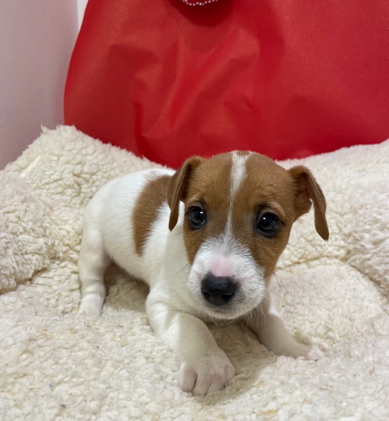 Aldo, Jack Russel mâle né le 12/10/25 LOF