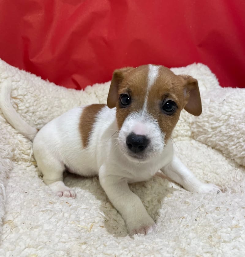 Aldo, Jack Russel mâle né le 12/10/25 LOF