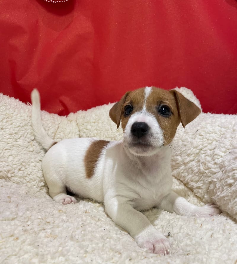 Aldo, Jack Russel mâle né le 12/10/25 LOF