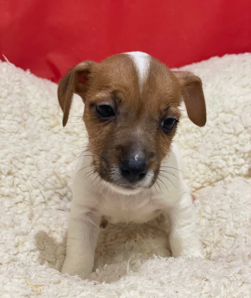 Astra , Jack Russel femelle née le 12/10/25 LOF