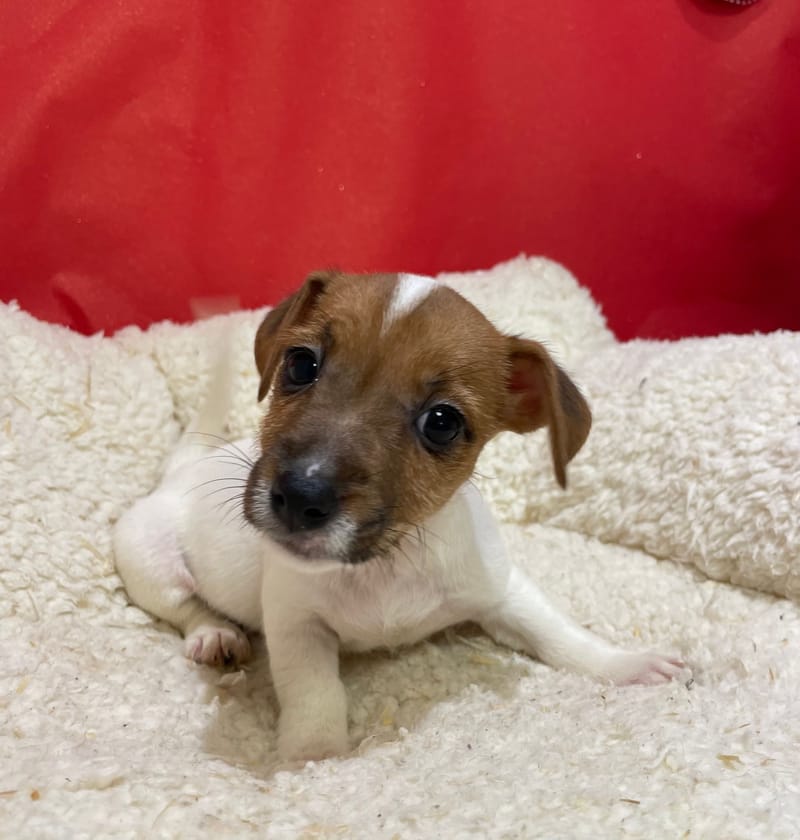 Astra , Jack Russel femelle née le 12/10/25 LOF