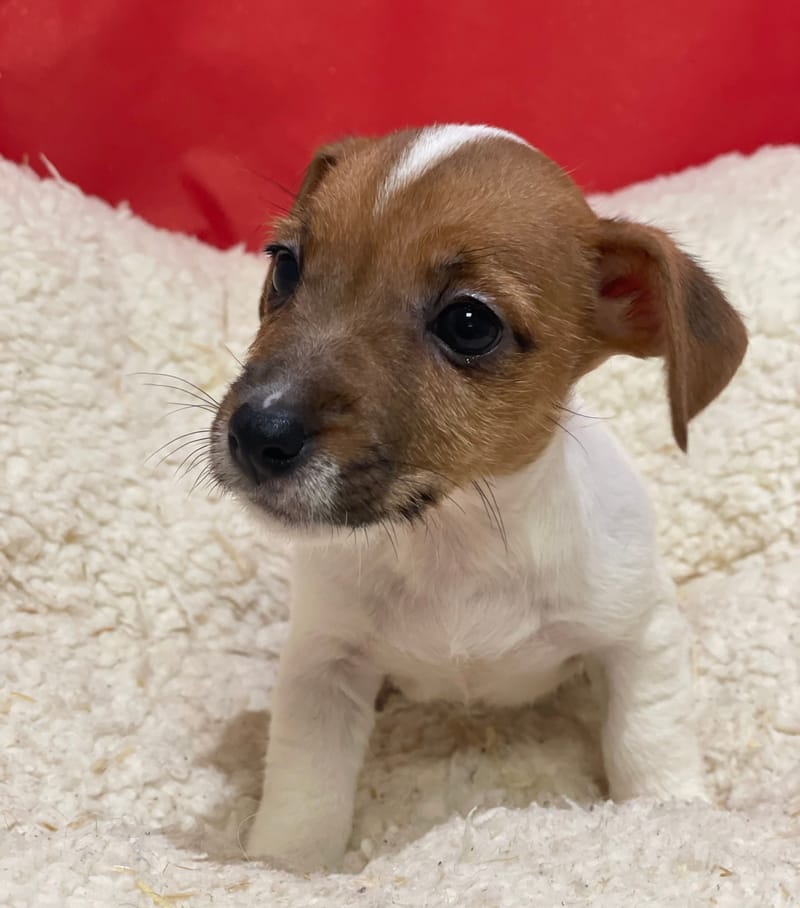 Astra , Jack Russel femelle née le 12/10/25 LOF