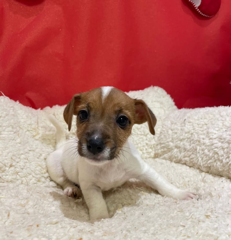 Astra , Jack Russel femelle née le 12/10/25 LOF