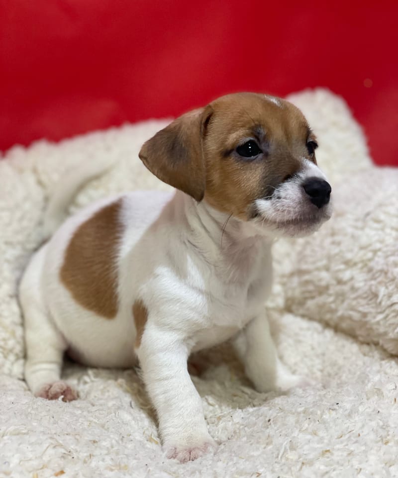 Alesia, Jack Russel femelle née le 12/10/25 LOF
