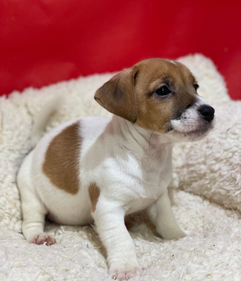 Alesia, Jack Russel femelle née le 12/10/25 LOF