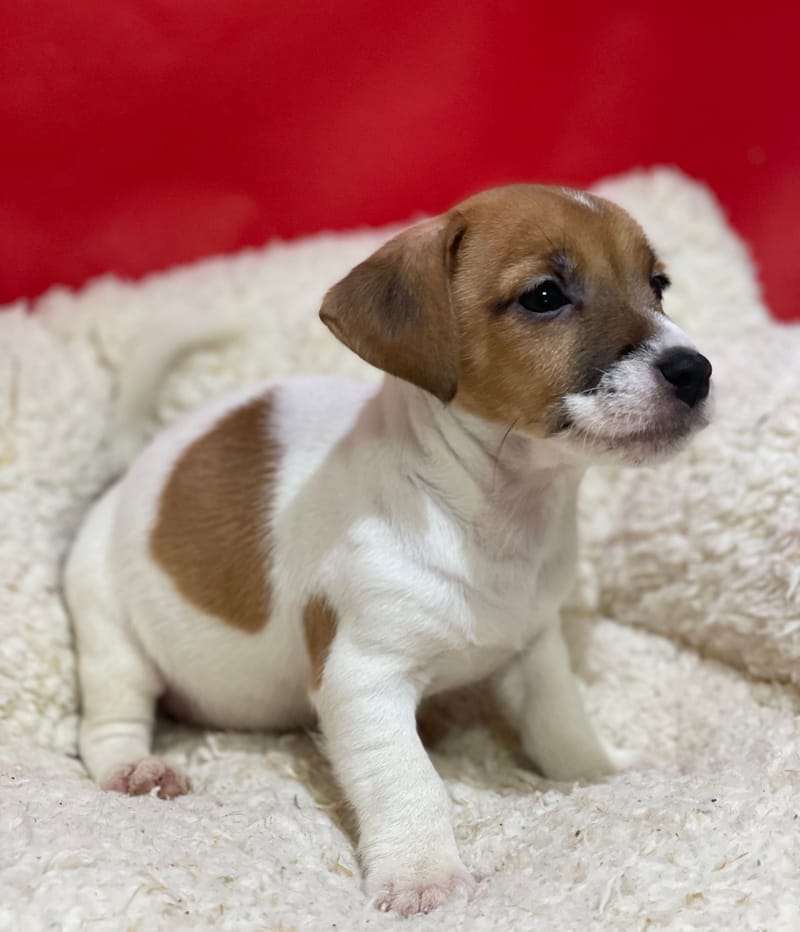 Alesia, Jack Russel femelle née le 12/10/25 LOF
