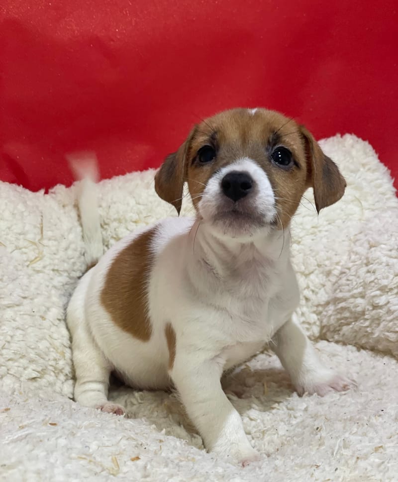 Alesia, Jack Russel femelle née le 12/10/25 LOF