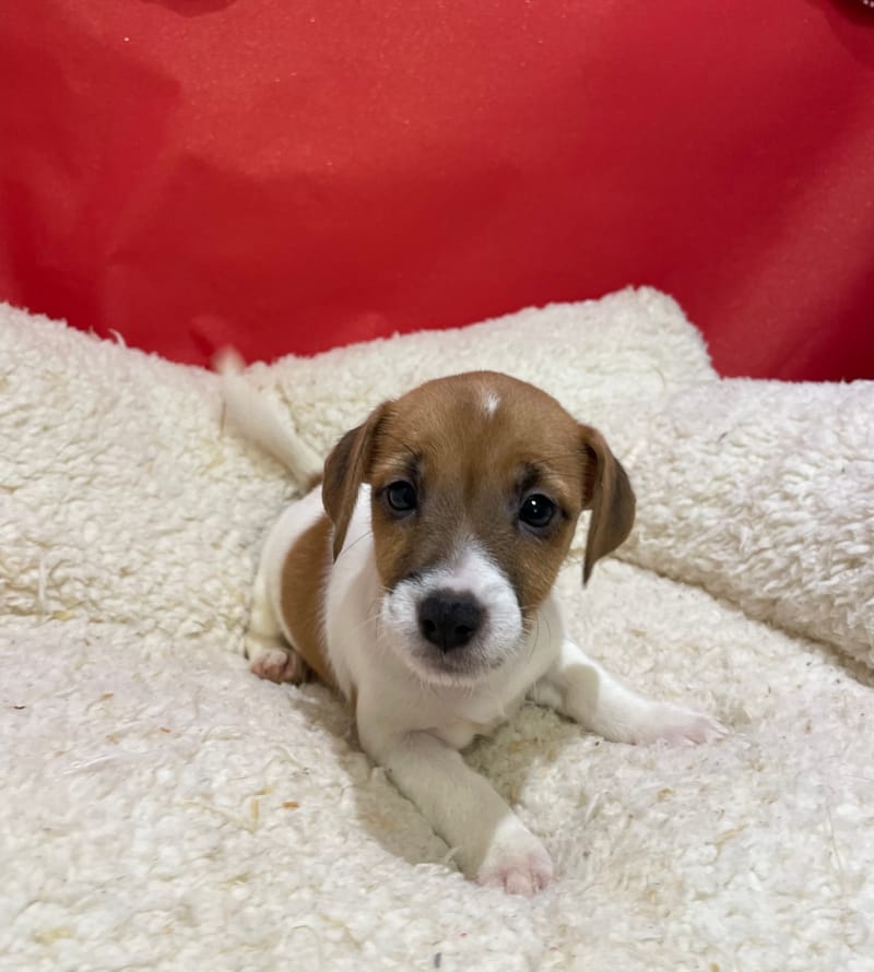 Alesia, Jack Russel femelle née le 12/10/25 LOF