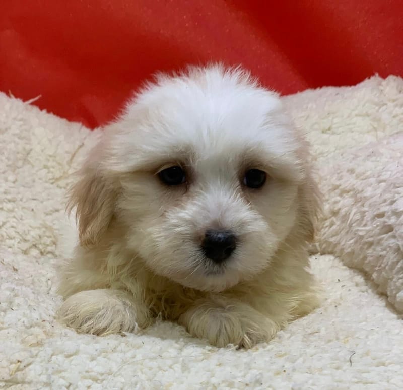 Artus, Coton de Tuléar mâle né le 14/10/25 LOF