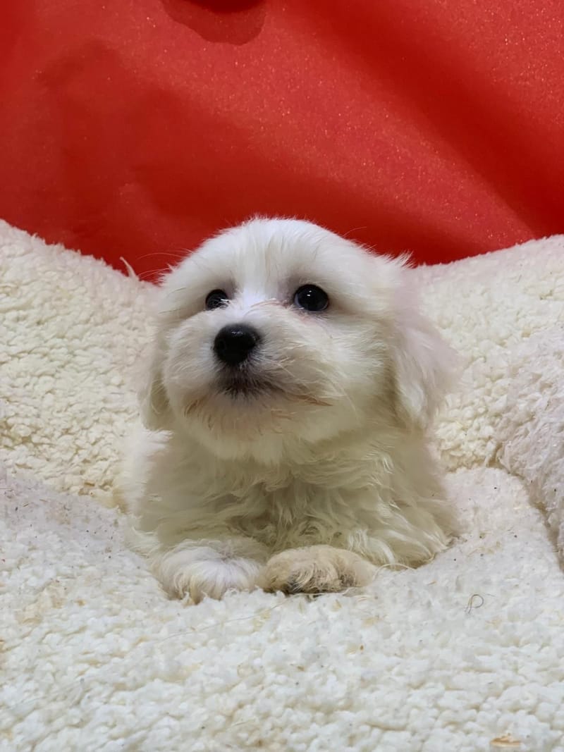 Artus, Coton de Tuléar mâle né le 14/10/25 LOF