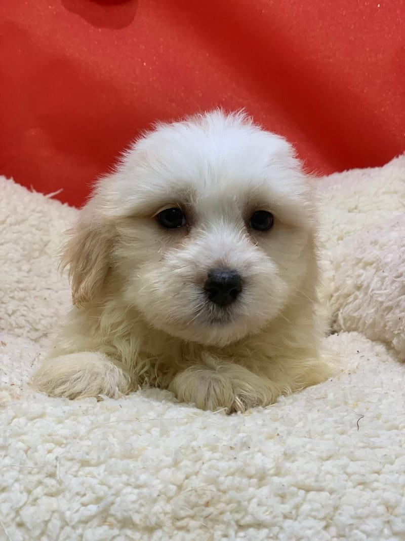 Artus, Coton de Tuléar mâle né le 14/10/25 LOF