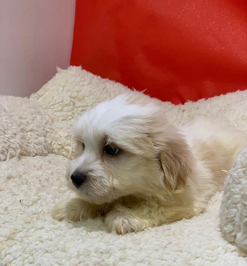 Artus, Coton de Tuléar mâle né le 14/10/25 LOF