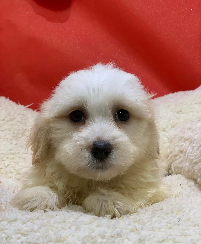 Artus, Coton de Tuléar mâle né le 14/10/25 LOF