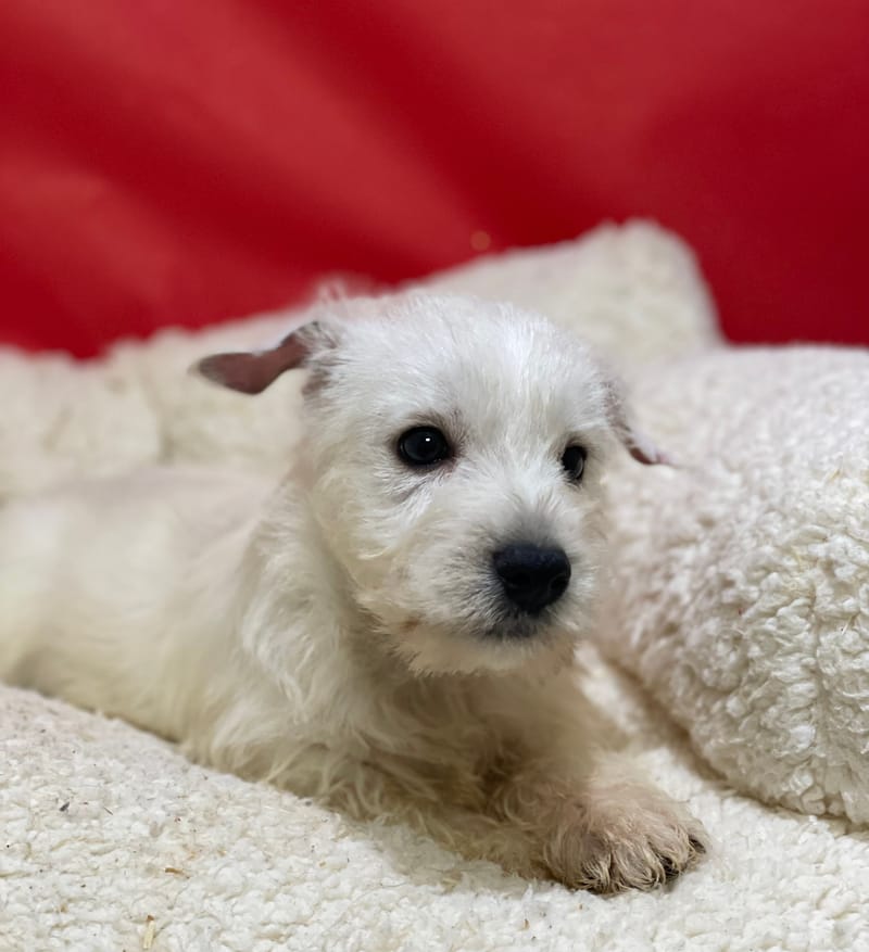 Alin,Westie mâle né le 06/10/25 LOF