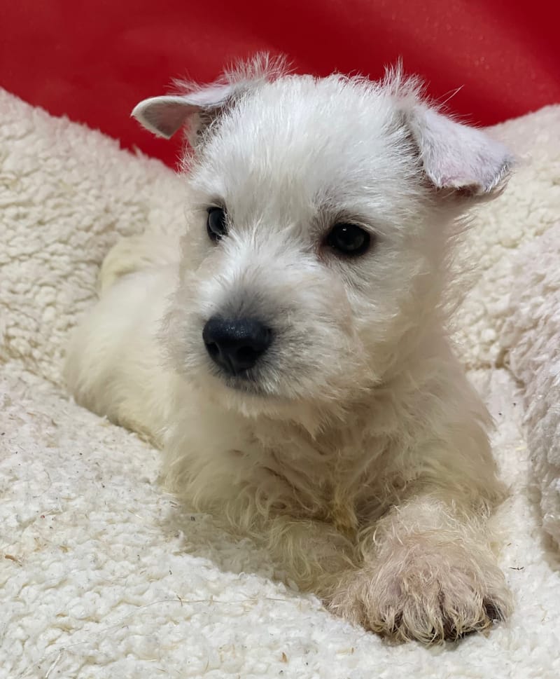 Alin,Westie mâle né le 06/10/25 LOF