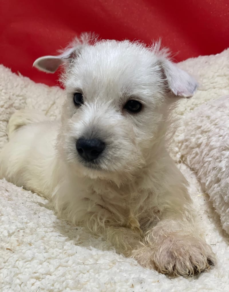 Alin,Westie mâle né le 06/10/25 LOF