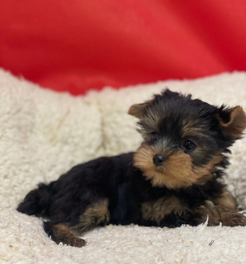 Aonna, Yorkshire femelle née le 07/10/25 LOF