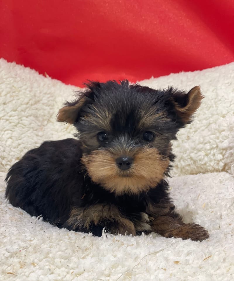 Aonna, Yorkshire femelle née le 07/10/25 LOF