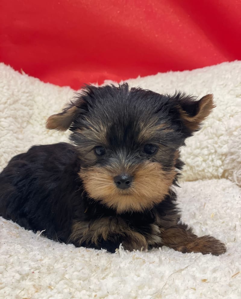 Aonna, Yorkshire femelle née le 07/10/25 LOF