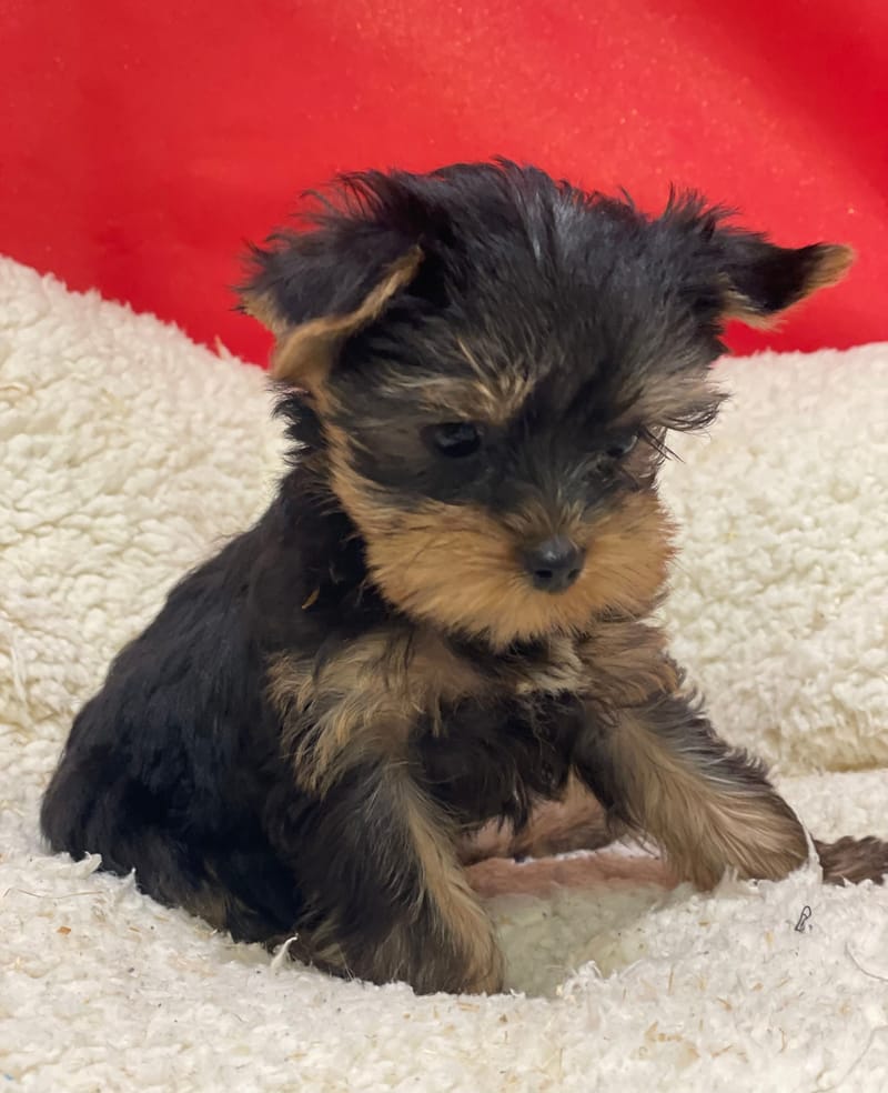 Aonna, Yorkshire femelle née le 07/10/25 LOF