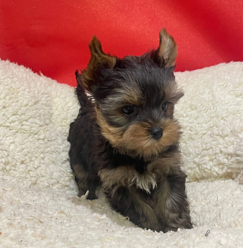 Azot, Yorkshire mâle né le 07/10/25 LOF