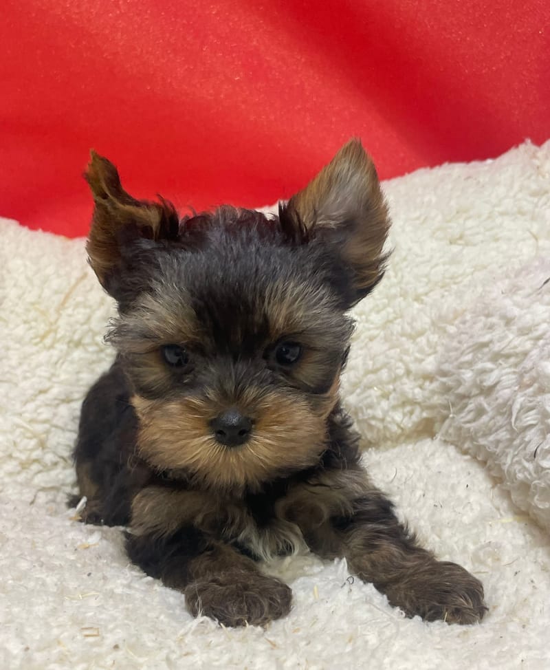 Azot, Yorkshire mâle né le 07/10/25 LOF