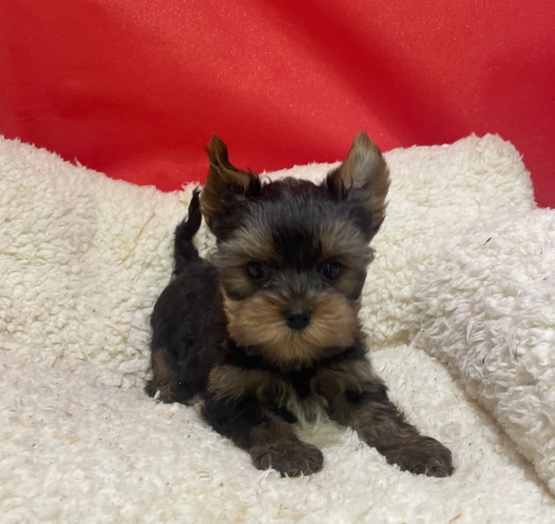 Azot, Yorkshire mâle né le 07/10/25 LOF