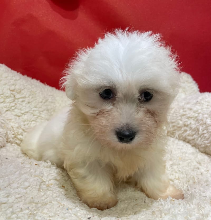 Agora, Coton de Tuléar femelle née le 14/10/25 LOF