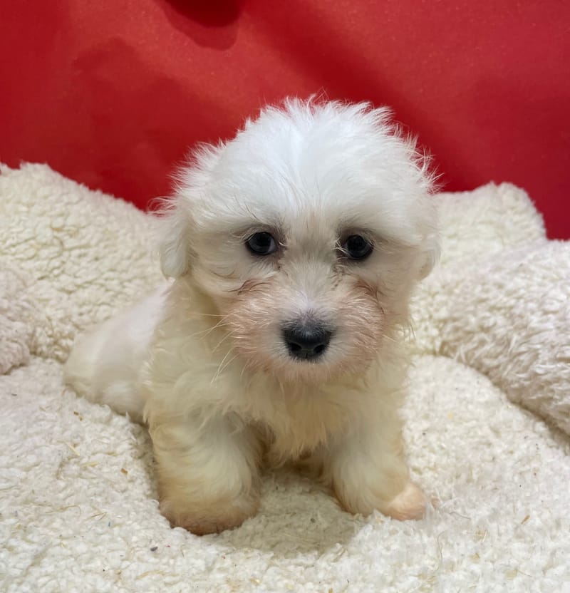 Agora, Coton de Tuléar femelle née le 14/10/25 LOF