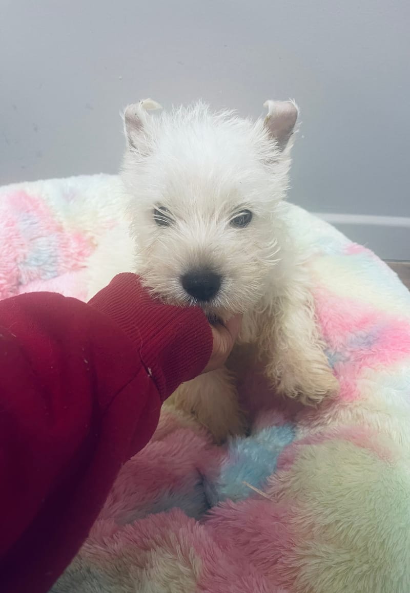 Arthur male né le 06/10/2025 (LOF)