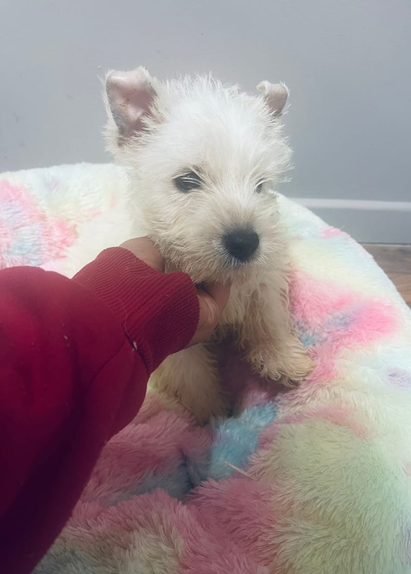 Arthur male né le 06/10/2025 (LOF)