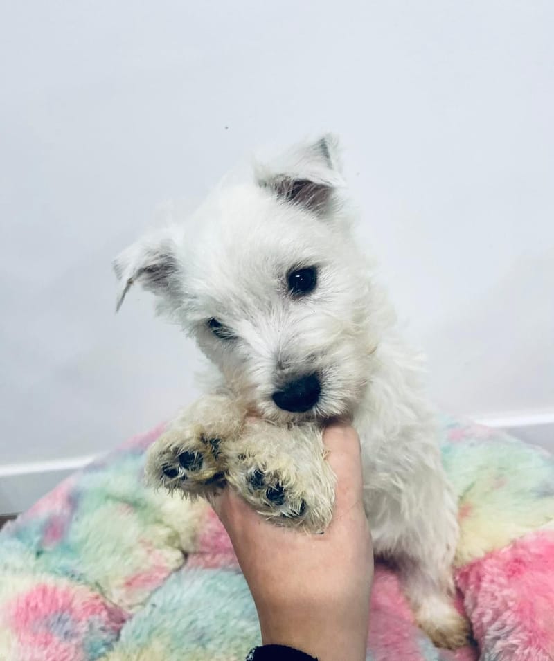 Alfons mâle né le :05/10/2025 ( LOF )