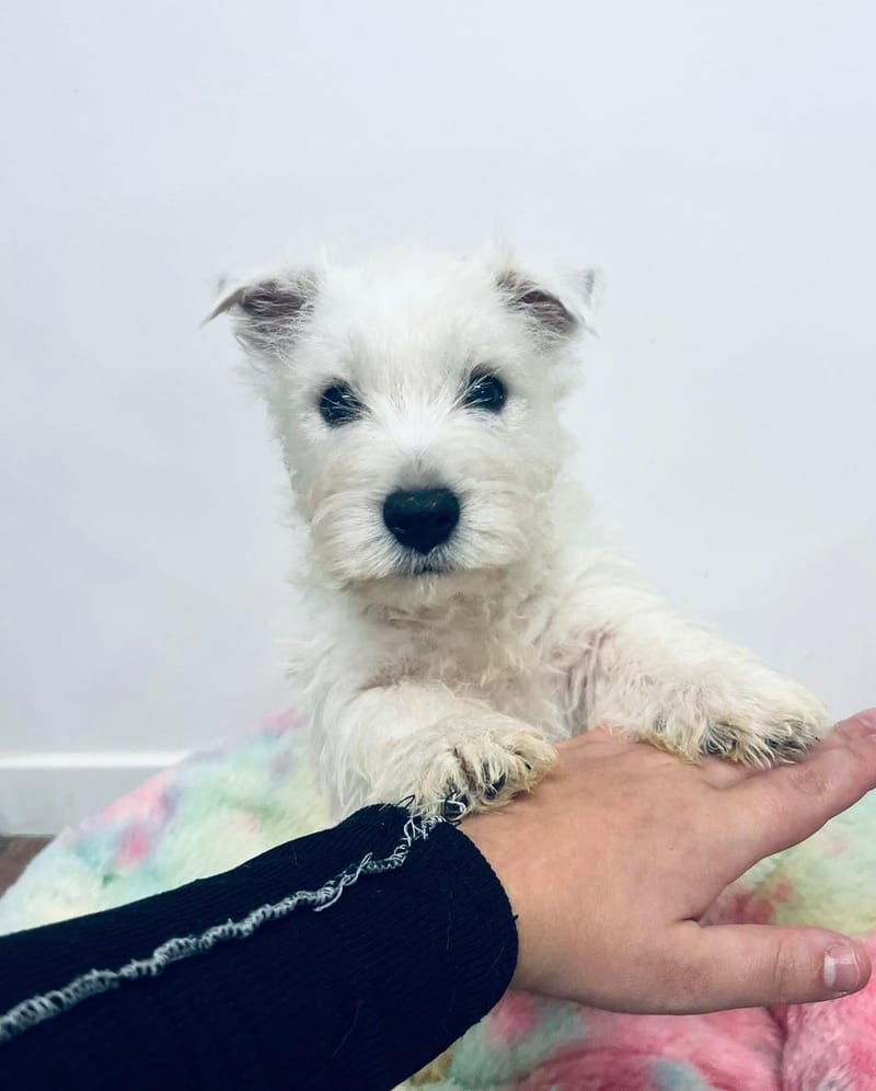 Alfons mâle né le :05/10/2025 ( LOF )