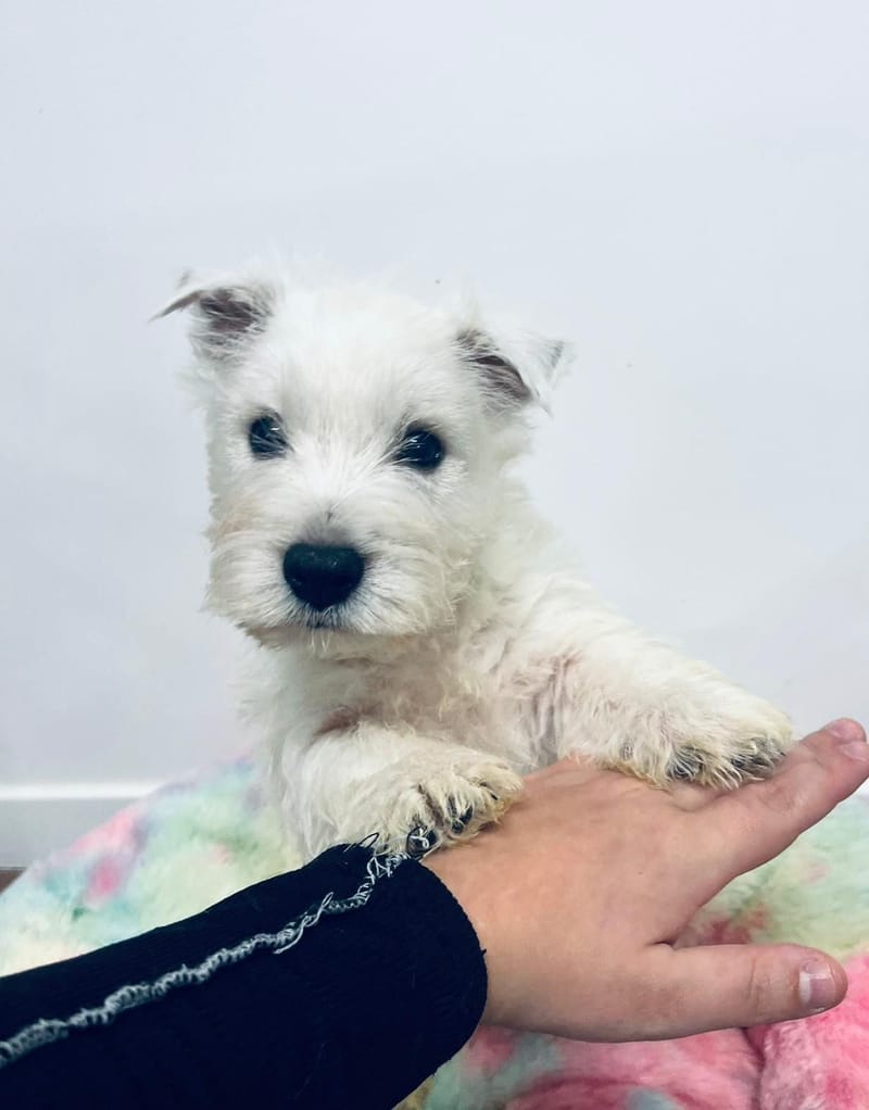 Alfons mâle né le :05/10/2025 ( LOF )