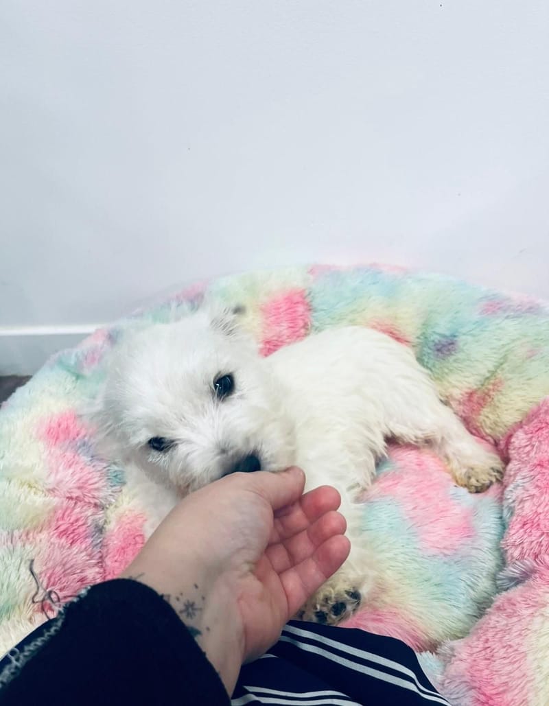 Alfons mâle né le :05/10/2025 ( LOF )