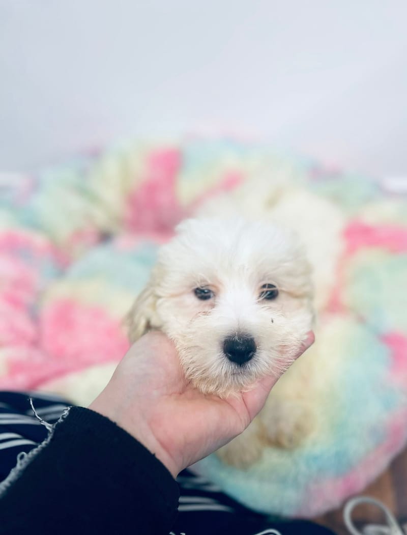 Aston mâle né le: 05/10/2025 (Parents LOF)