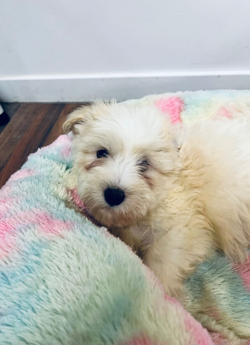 Aaron mâle né le: 05/10/2025 (LOF)