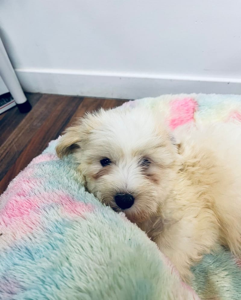 Aaron mâle né le: 05/10/2025 (LOF)