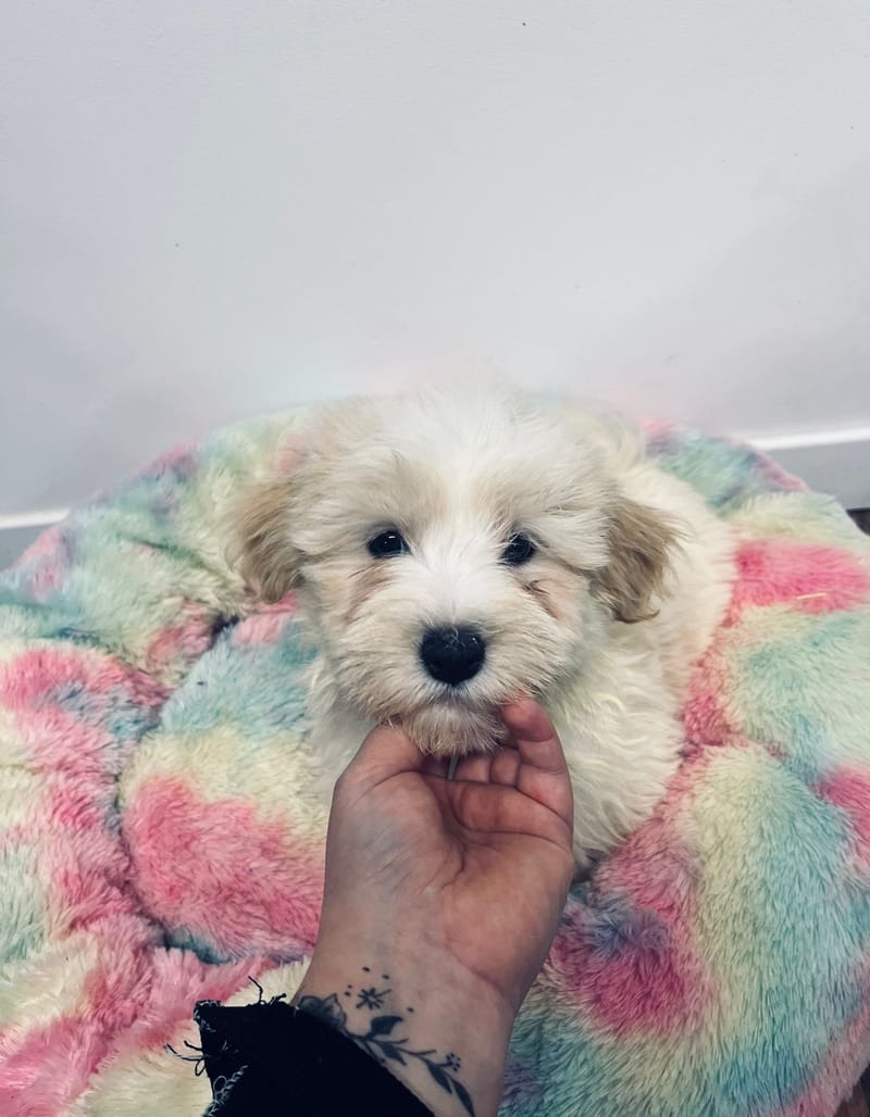 Aaron mâle né le: 05/10/2025 (LOF)