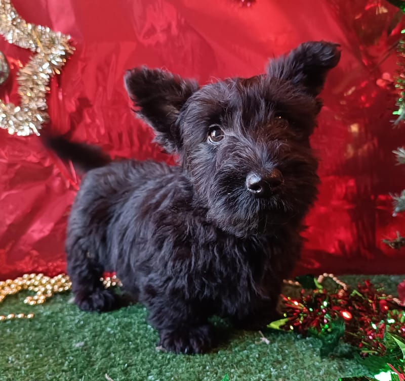 ANTINEA Femelle née le 29/09/2025  NON LOF 